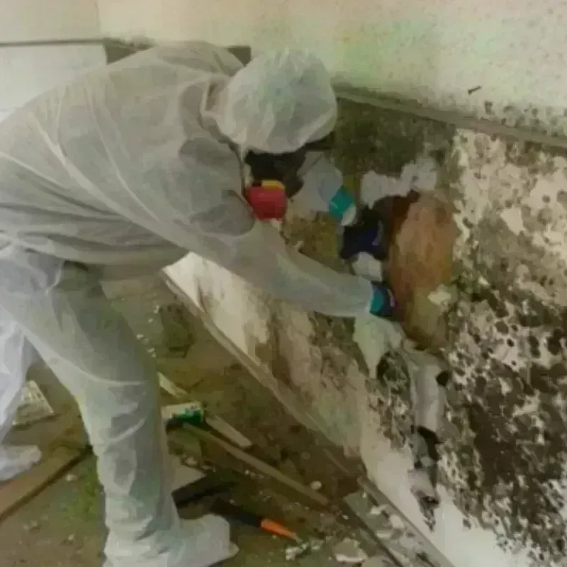 Mold Remediation and Removal in Little Elm, TX